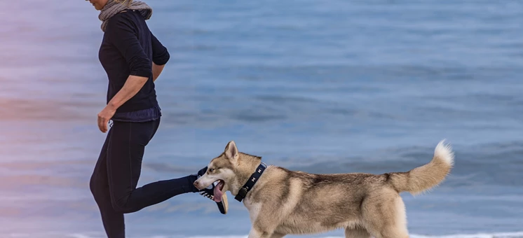 Joggen mit Hund – Die perfekte Kombination für Sportler - trainingsland.de